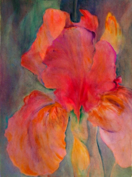 Red Iris by Calvin deRuyter